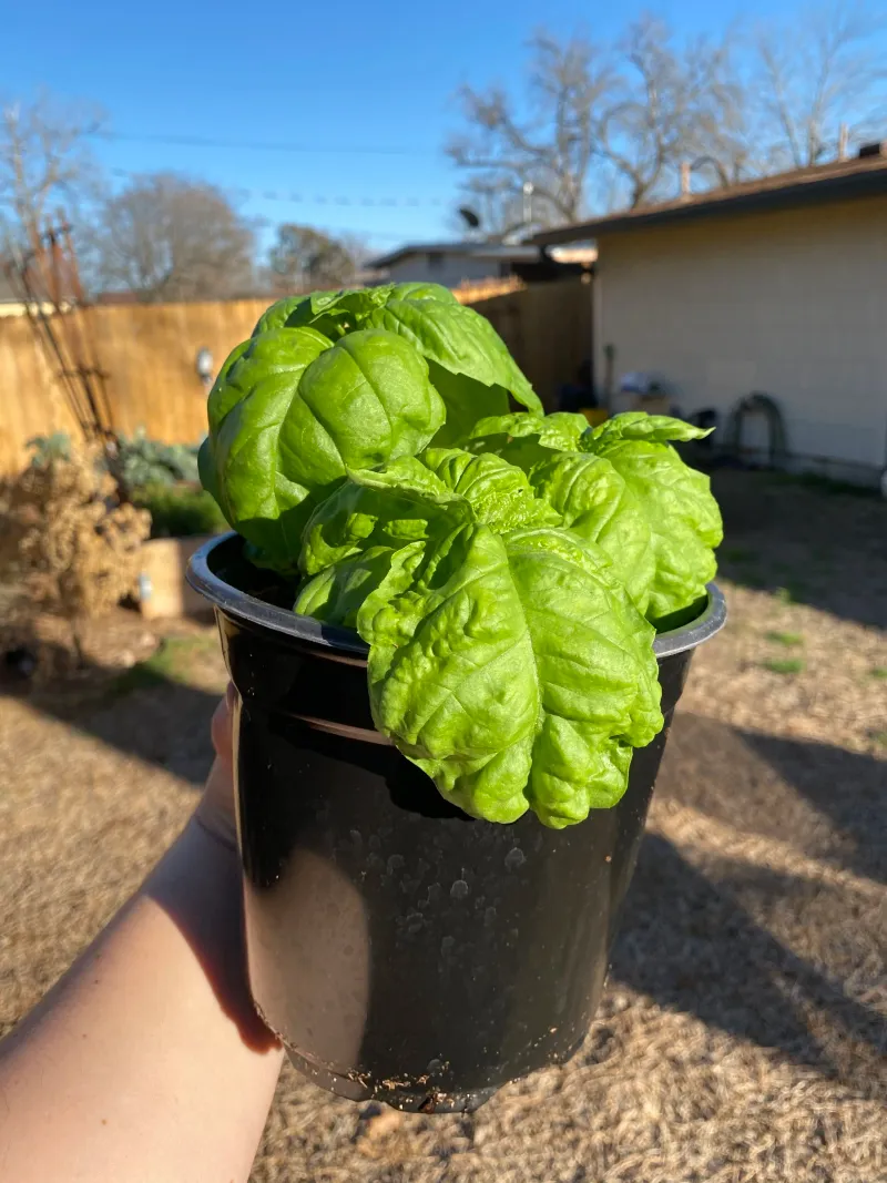Move Basil Outdoors After Temperatures Warm