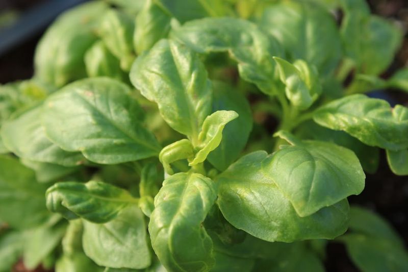 Pinch Back Early Growth To Encourage Bushier Plants