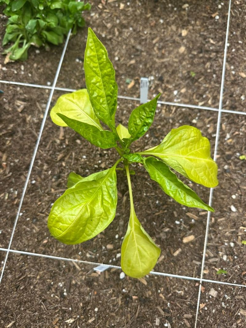 Overwatering Causes Root Stress In Warming Soil