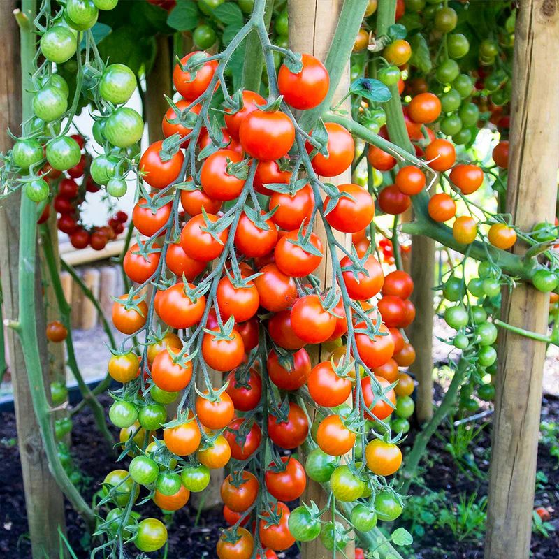 Stop Pushing South Florida Tomatoes Past Their Best Season