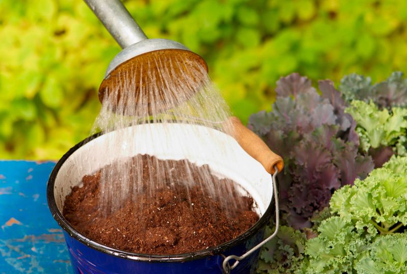 Forgetting Containers Dry Out Faster In Heat
