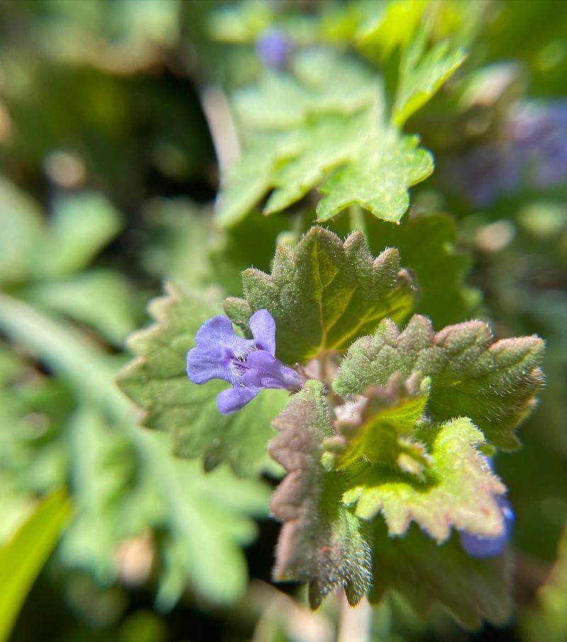 Ground Ivy (Glechoma Hederacea)