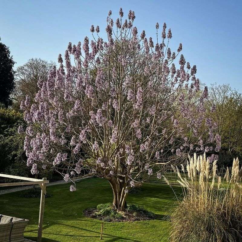 Princess Tree / Empress Tree (Paulownia Tomentosa)