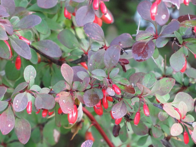 Japanese Barberry (Berberis thunbergii)