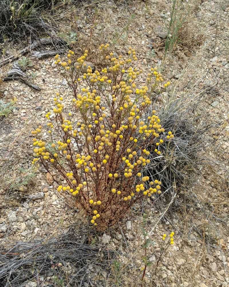 Globe Chamomile Crowds Out Native Plants Quickly