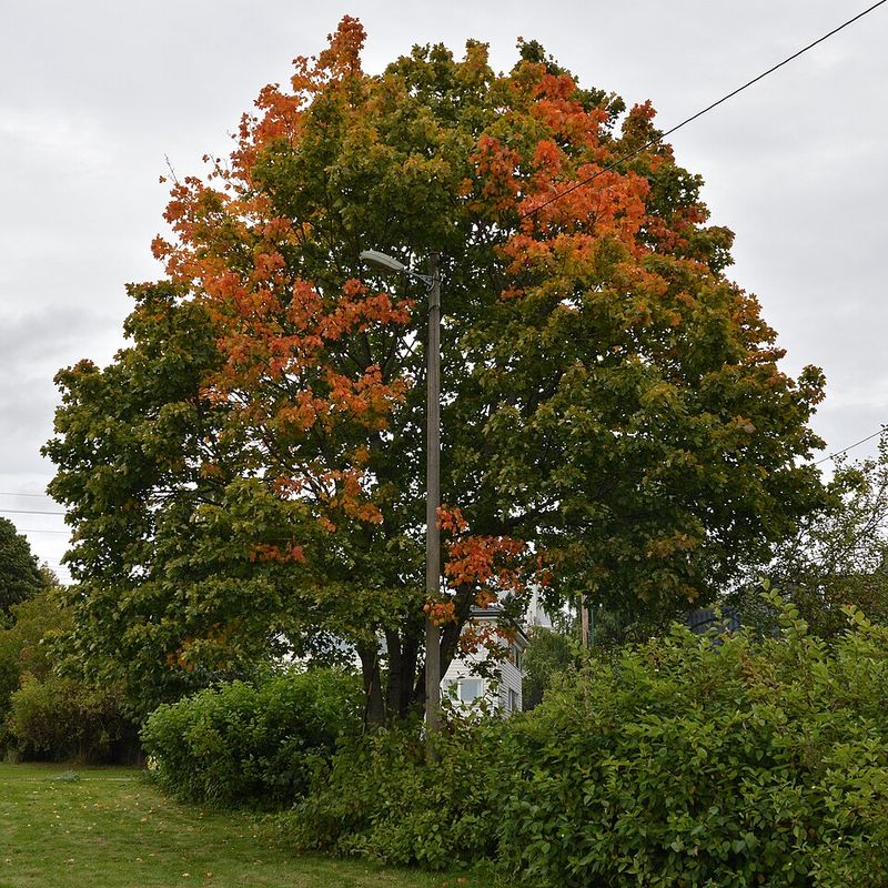Norway Maple Crowds Out Native Plants In Pennsylvania Landscapes