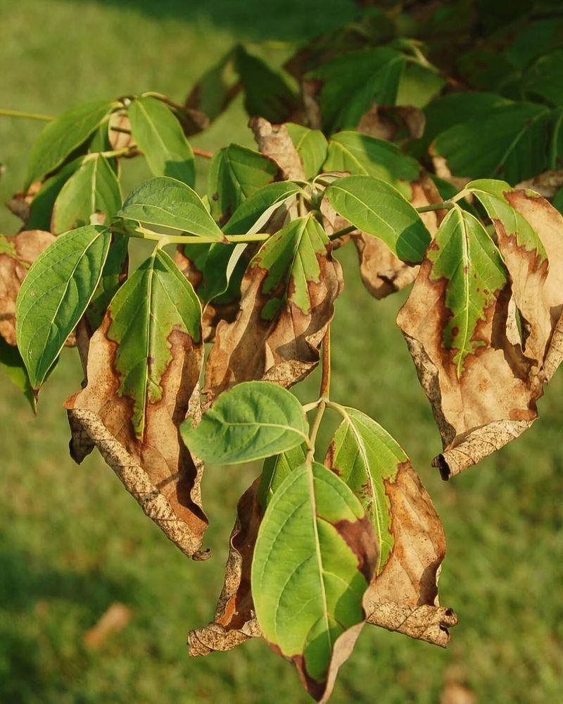 Wind Stress Can Slow Plants Even When Soil Is Moist