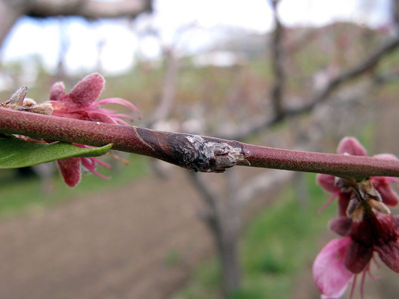 Damaged Flowers Turn Dark And Wilt