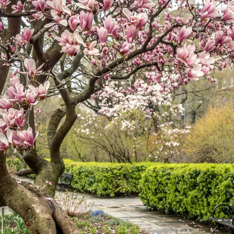 Early Blooming Types Are Most At Risk