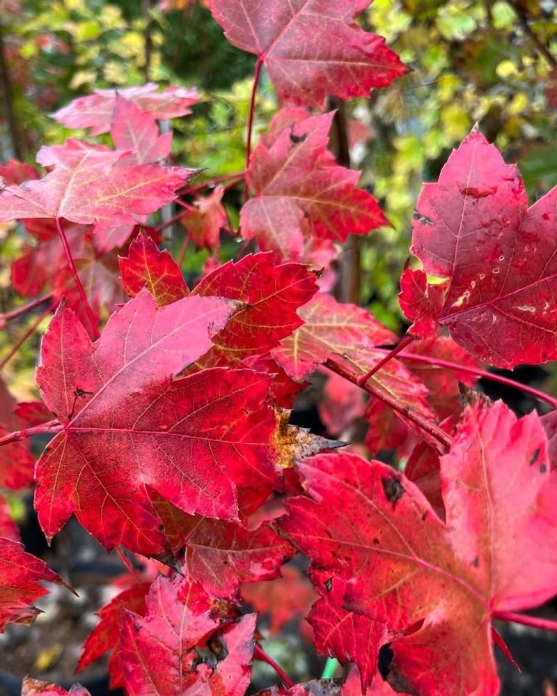 Red Maple Fast Growth With Brilliant Fall Color
