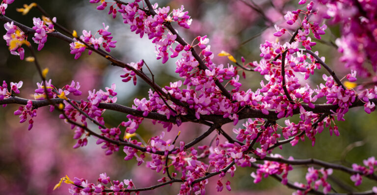 Trees To Plant In Ohio During April