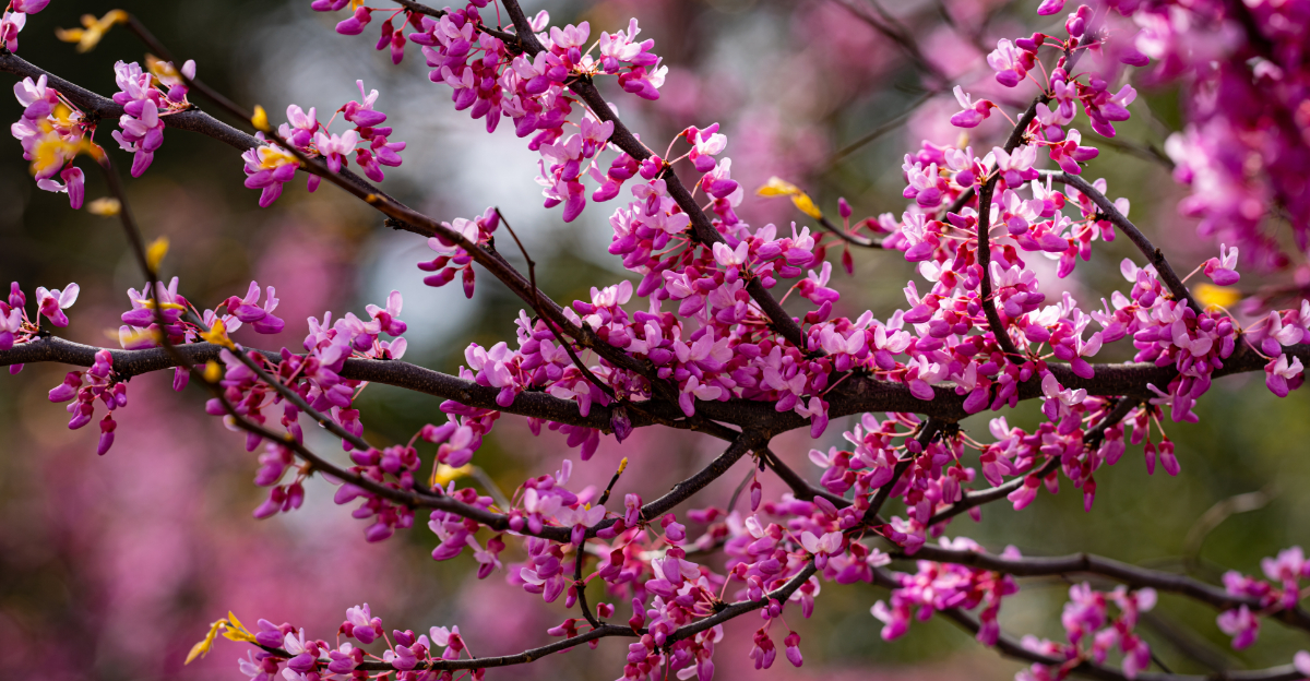 Trees To Plant In Ohio During April