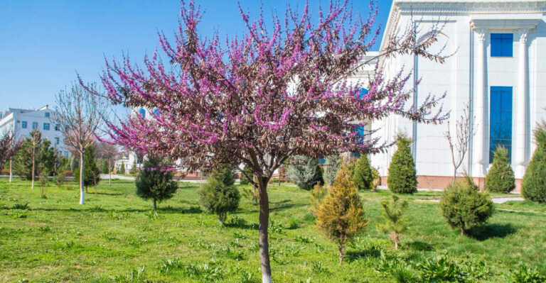 Trees To Plant Instead Of Crape Myrtle In Ohio