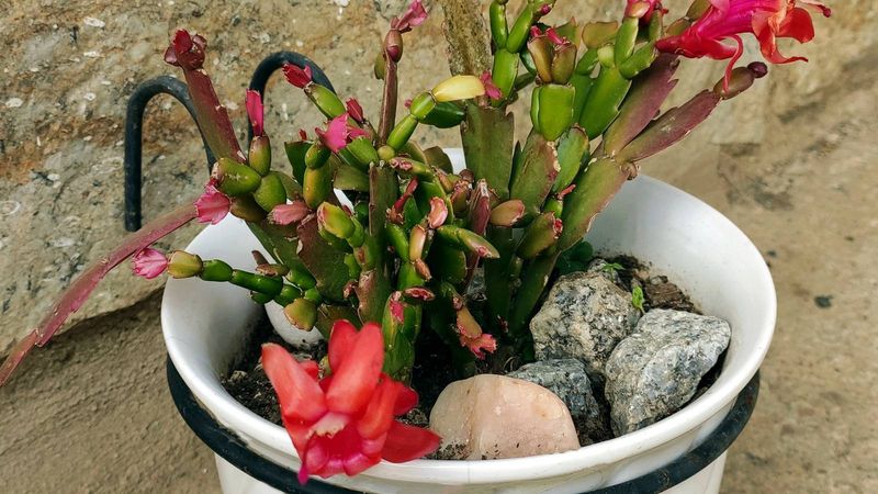 Dealing With Common Pests And Problems