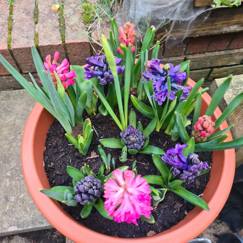 Hyacinths And Pansies