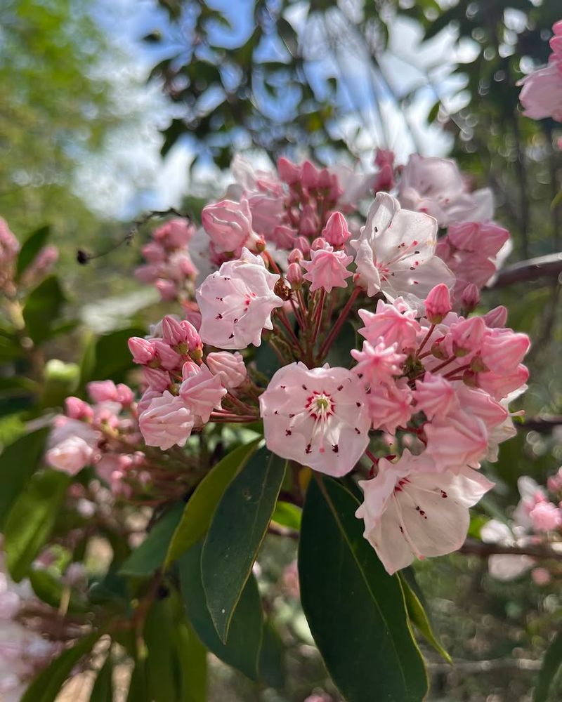 Mountain Laurel Thrives In Michigan's Most Acidic Sandy Zones