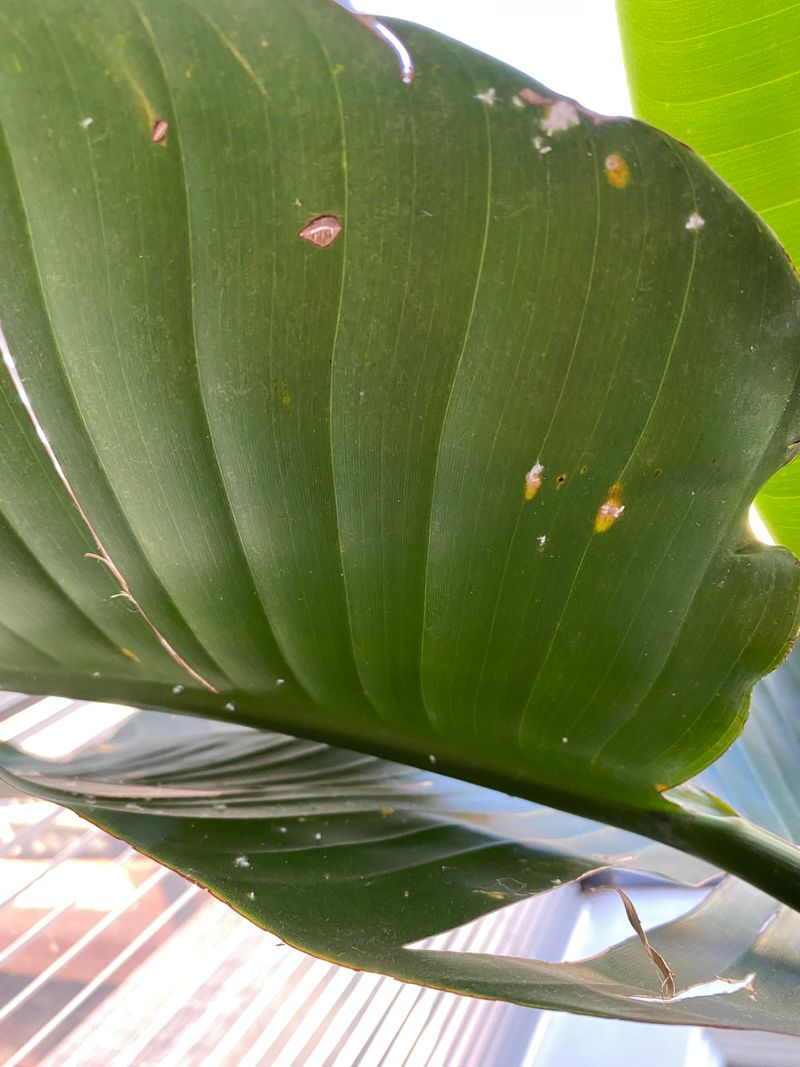 Watch For Common Plant Pests