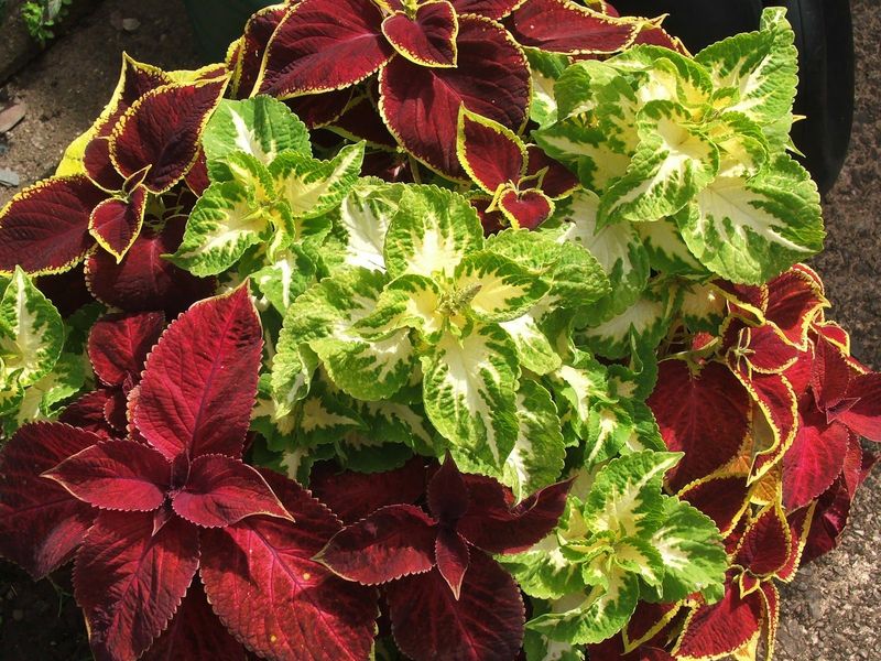 Pinch Back Coleus To Keep Foliage Full