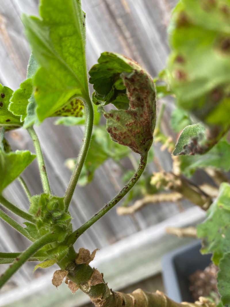 Protect From Excess Rain To Prevent Fungal Issues