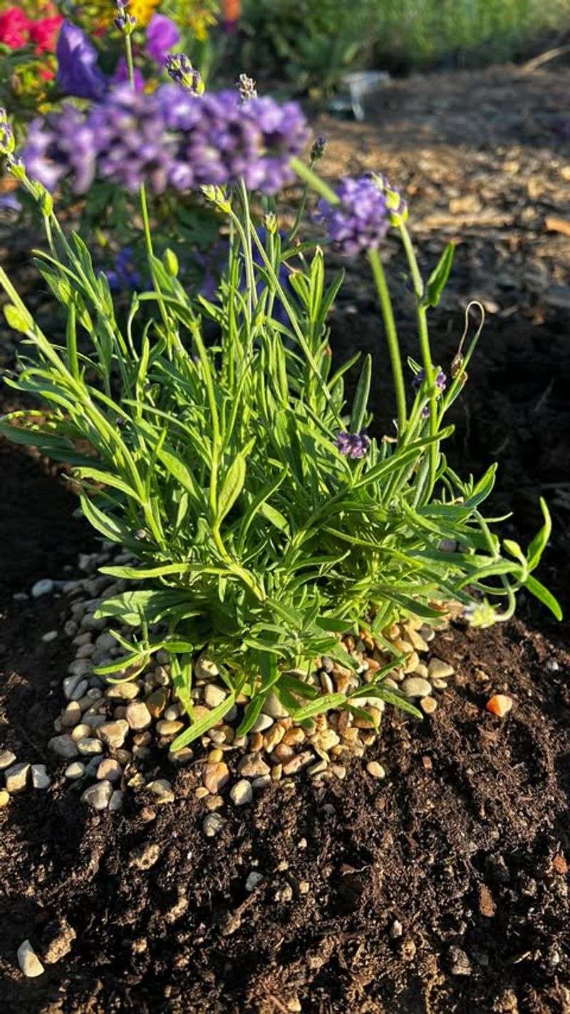 Clear Weeds Around The Base Of Plants