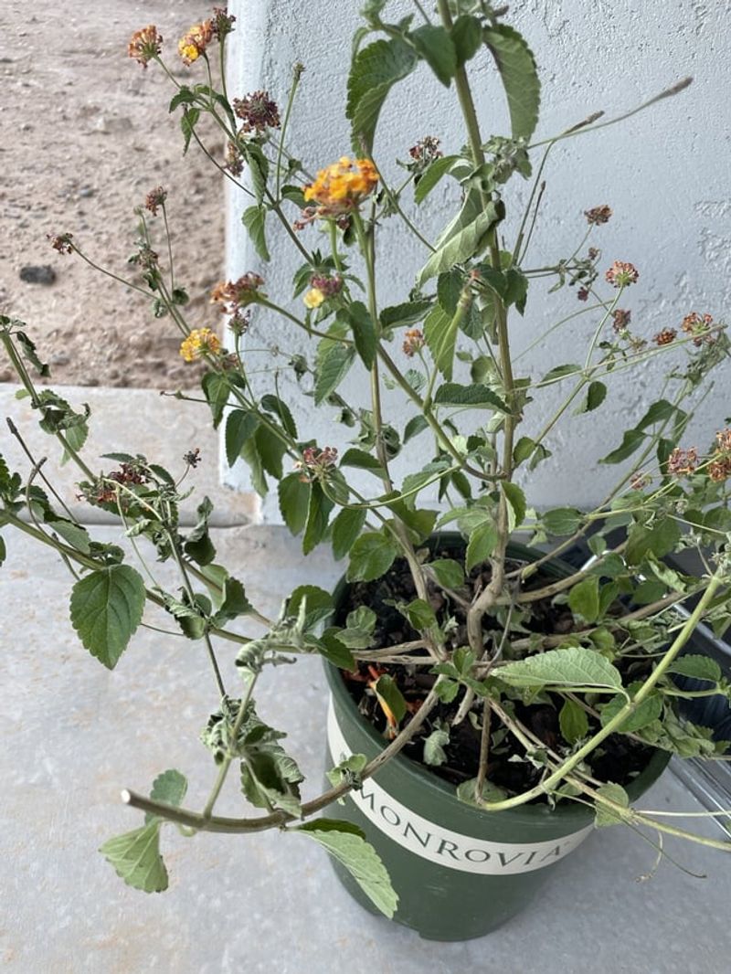 Cut Back Only About One-Third At A Time