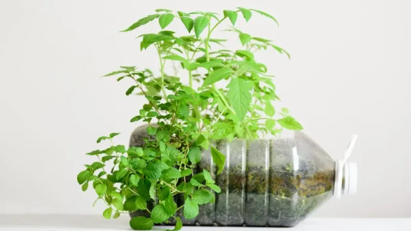 Harvest Leaves Throughout The Growing Season