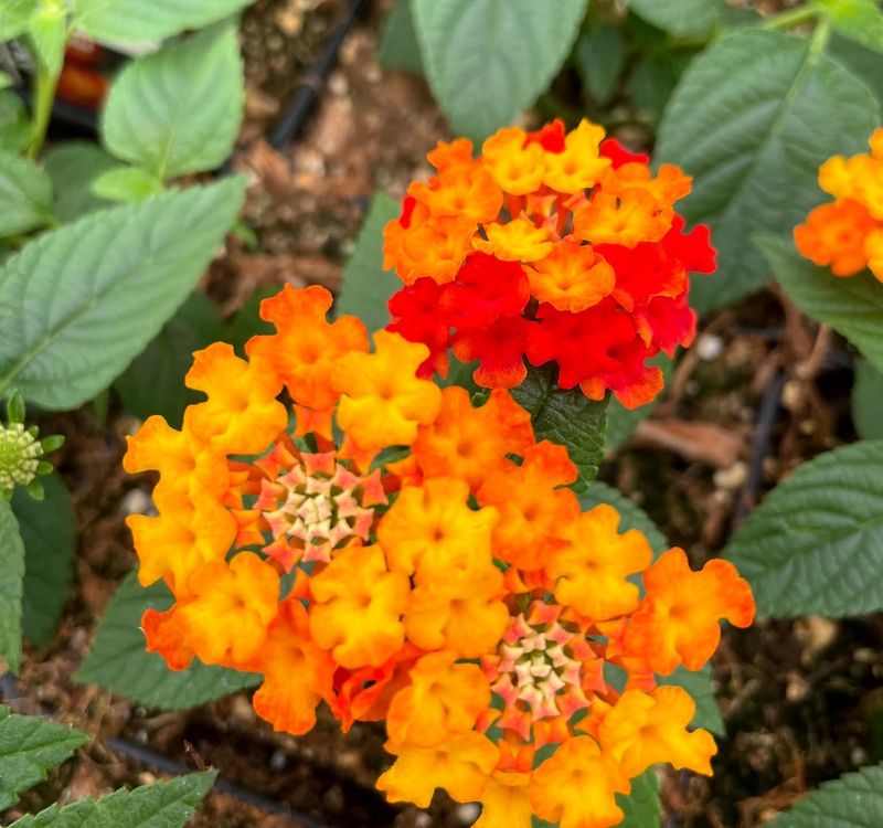 Lantana