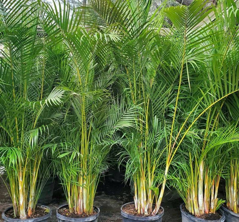 Areca Palm With Its Fast-Growing Tropical Screen