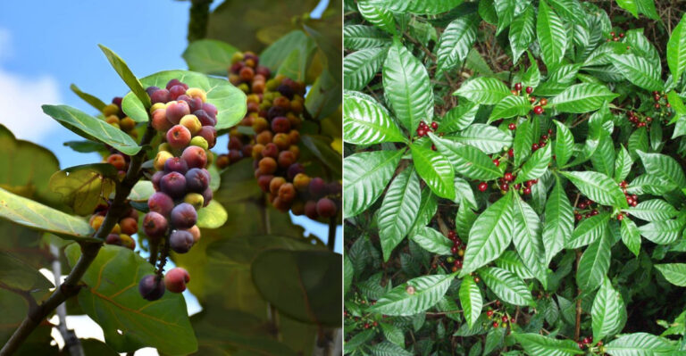 Tropical Plants Florida Gardeners Use For Instant Privacy