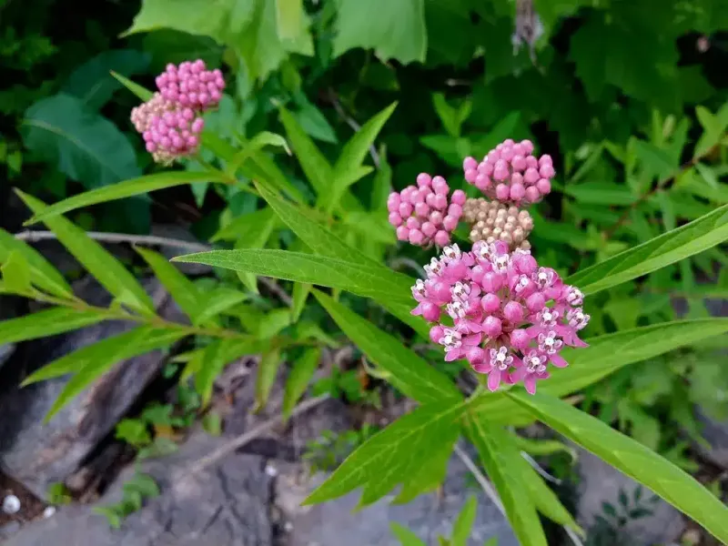 Swamp Milkweed Supports Wildlife In Damp Shade