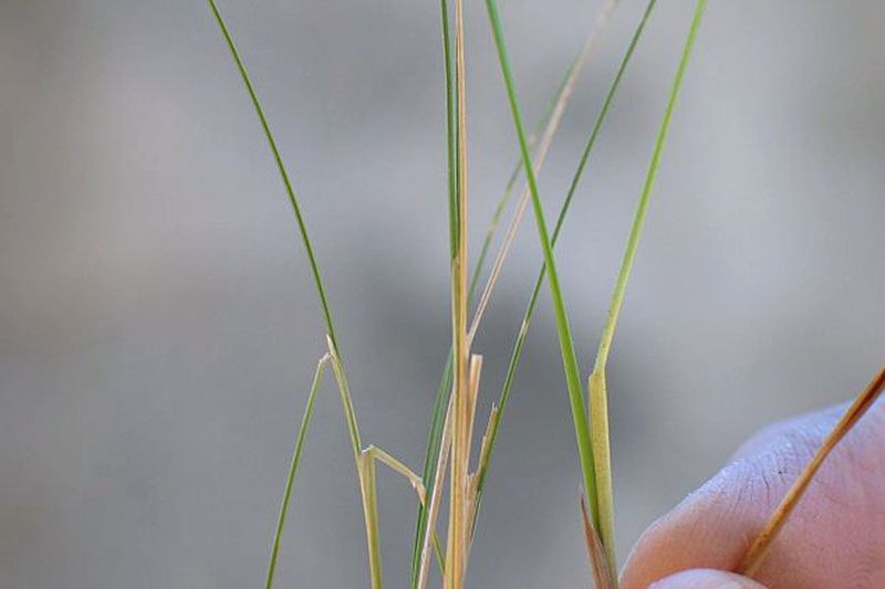 Serrated Tussock Forms Dense Clumps Quickly