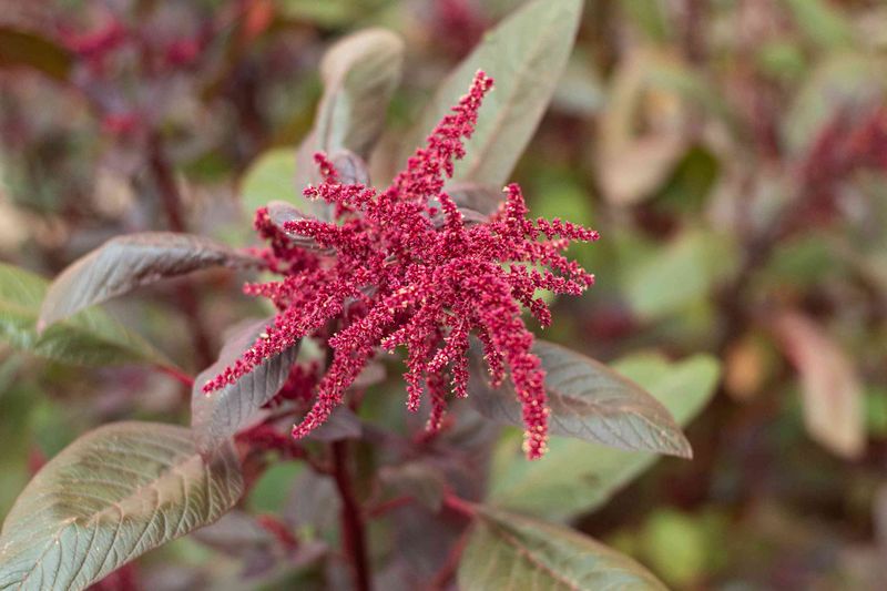 Amaranth Is Built For South Florida Warmth