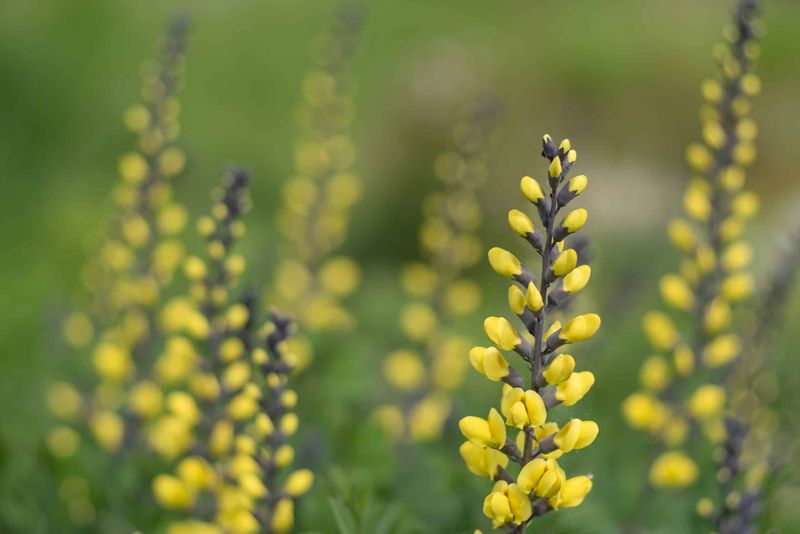 Blue Wild Indigo (Baptisia Tinctoria)