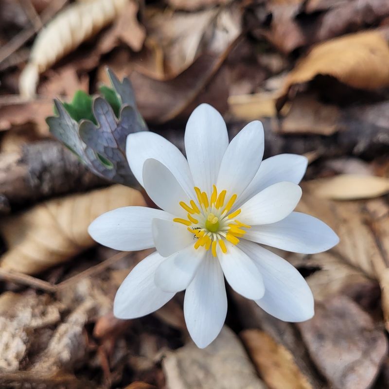 Bloodroot (Sanguinaria canadensis)