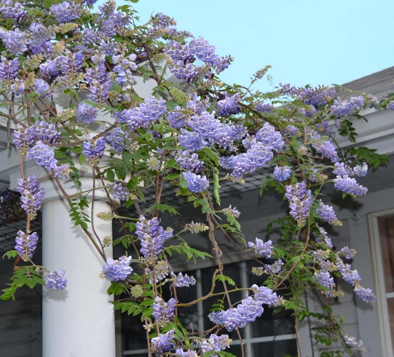 American Wisteria Adds Dramatic Blooms Without The Invasive Chaos