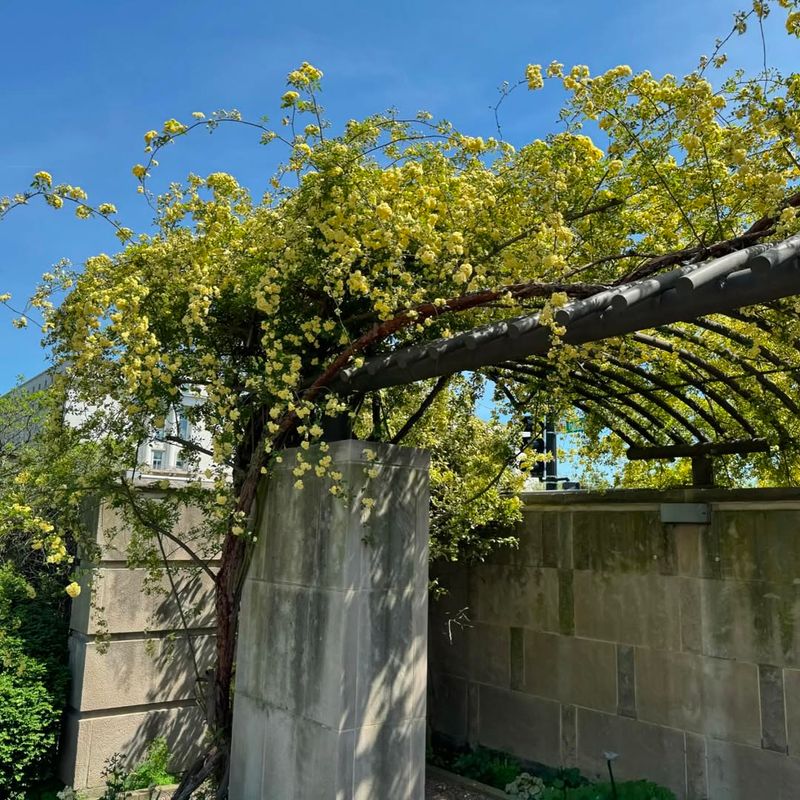 Lady Banks' Rose Spreads Easily And Adapts Well To Warm Climates