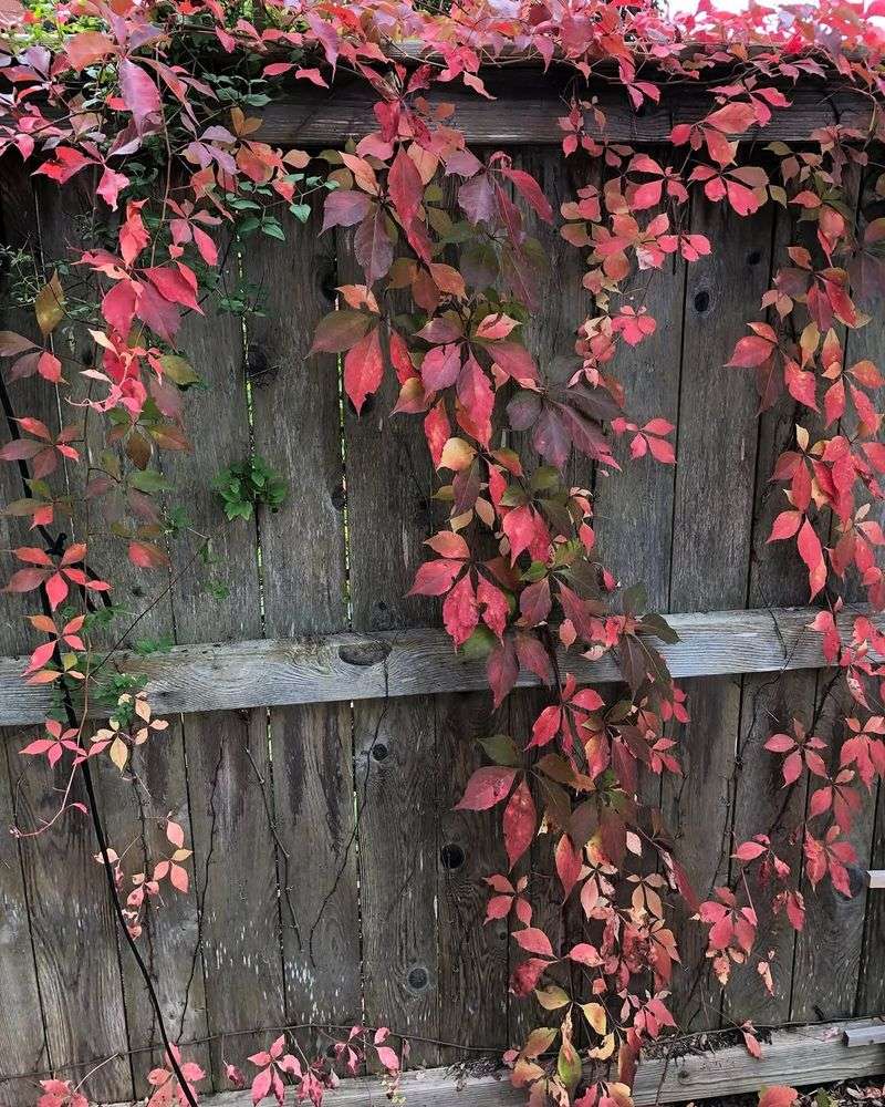Virginia Creeper Covers Fast With Strong Fall Color