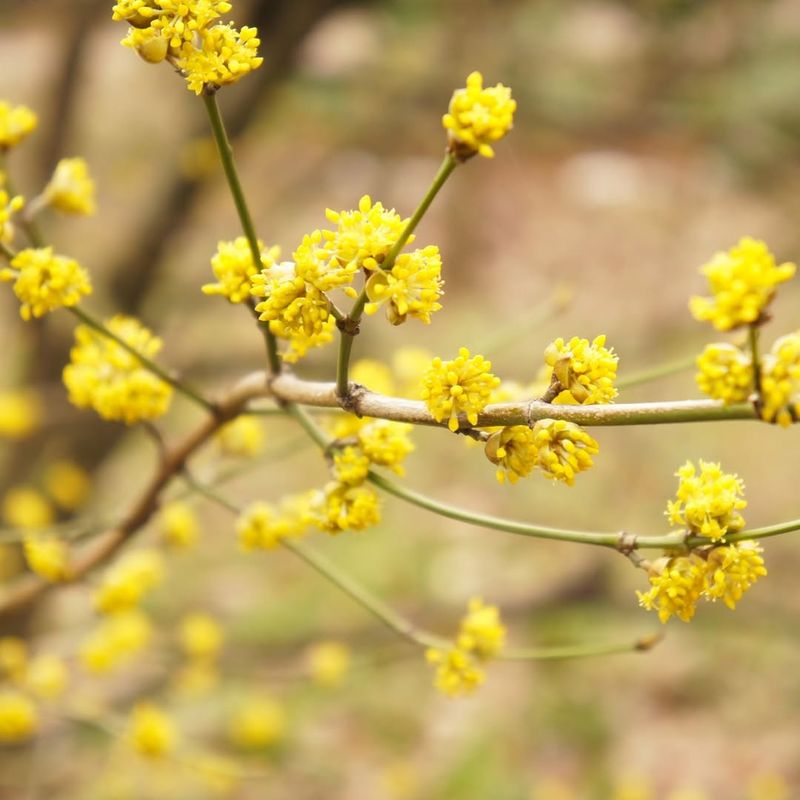 Spicebush Brings Shelter And Native Charm