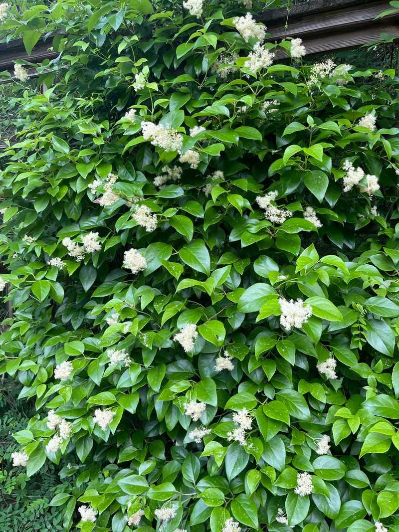 Climbing Hydrangea (Hydrangea barbara / Decumaria barbara)