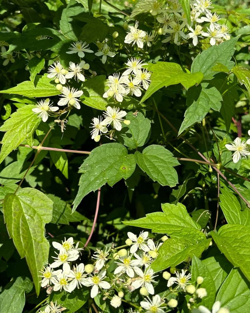 Virgin's-Bower (Clematis virginiana)