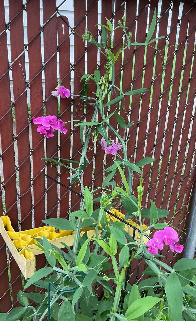 Sweet Pea Climbs Early With Fragrant Spring Flowers