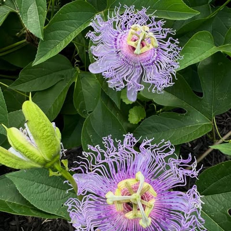 Passionflower Adds Unique Blooms To Sunny Spaces