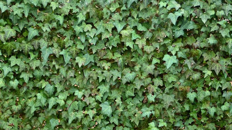 English Ivy Traps Heat And Creates Problems