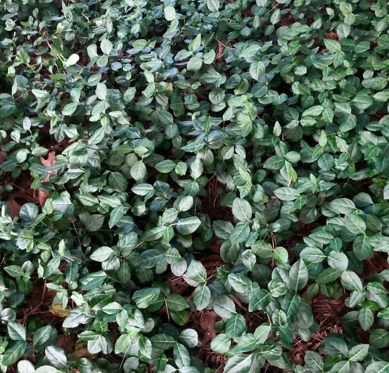 Wintercreeper Climbs And Smothers Nearby Plants