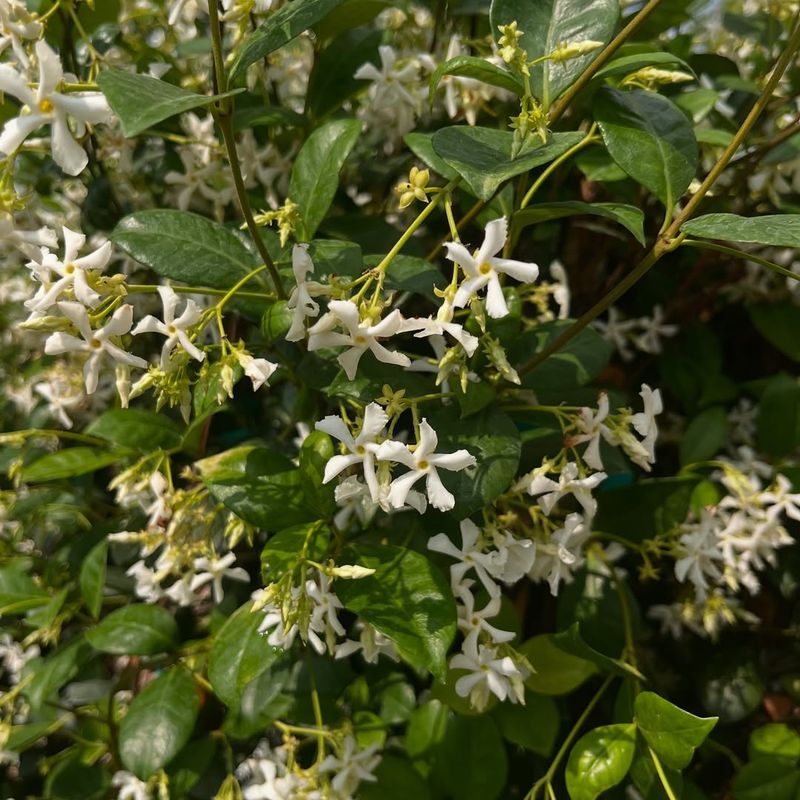 Star Jasmine 