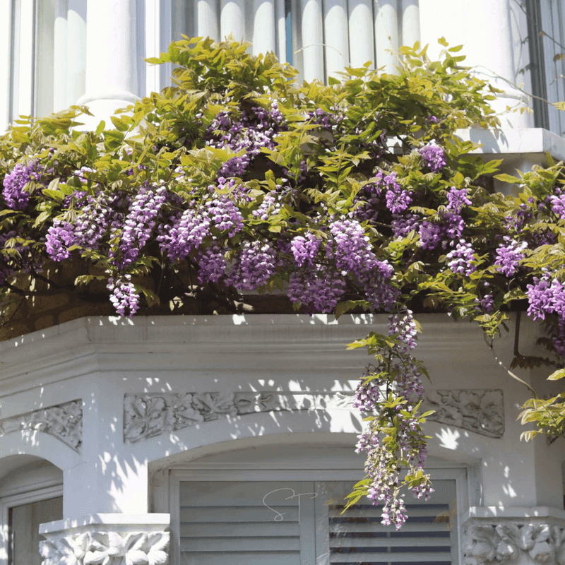 American Wisteria