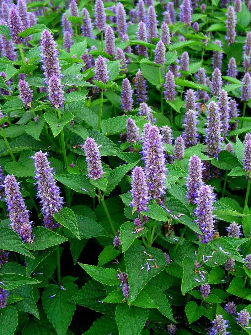 Pick Anise Hyssop For Scent Spikes And Pollinator Buzz