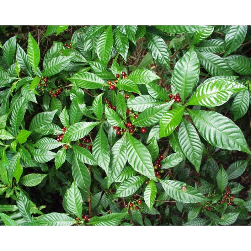 Plant Wild Coffee For A Lush Native Look In Partial Shade