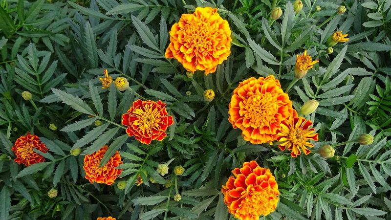 Plant Marigolds For Easy Season Long Color
