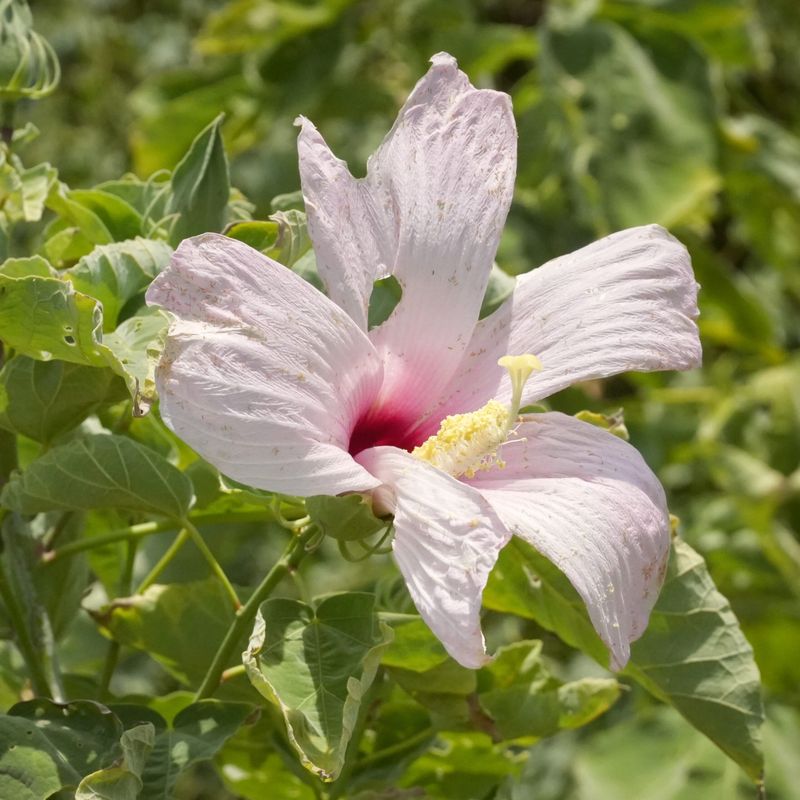 Give Native Hibiscus A Moist Spot For Big Pink Flowers